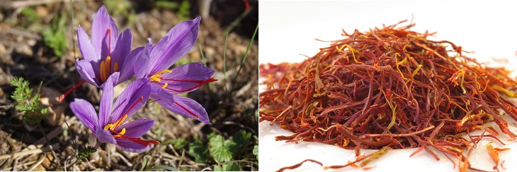 Spices in their natural form: image of saffron in its natural state and as a spice