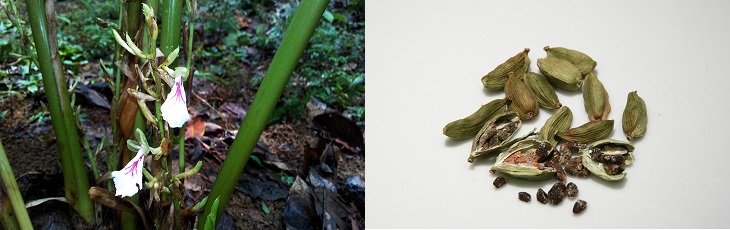 Spices in their natural form: image of cardamom in its natural state and as a spice