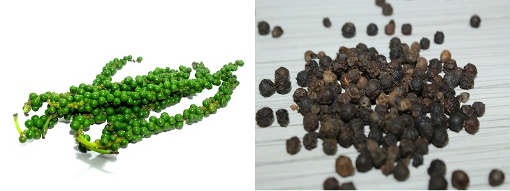 Spices in their natural form: image of black pepper in its natural state and as a spice