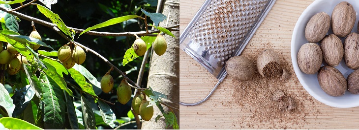 Spices in their natural form: image of nutmeg in its natural state and as a spice