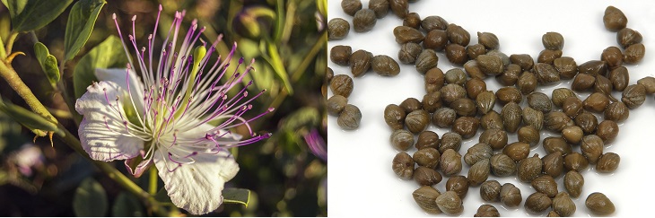 Spices in their natural form: image of capers in their natural state and as a food