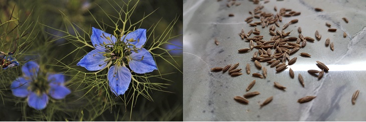 Spices in their natural form: image of cumin in its natural state and as a spice