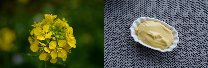 Spices in their natural form: image of mustard in its natural state and as a paste