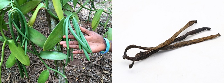 Spices in their natural form: image of vanilla pods in their natural state and as a spice