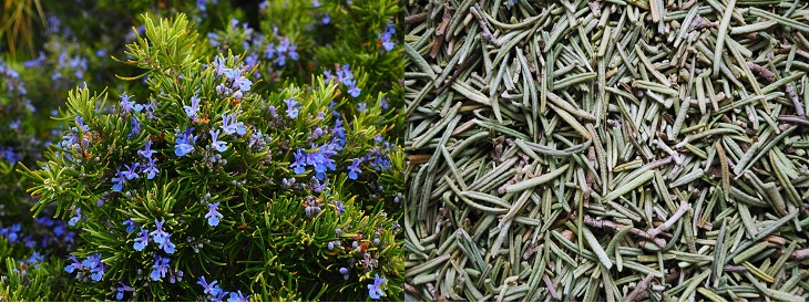 Spices in their natural form: image of rosemary in its natural state and as a spice