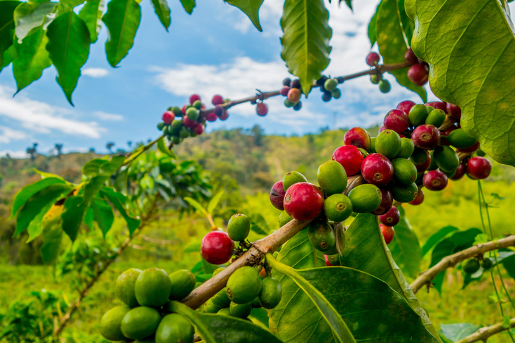  Benefits of Coffee Fruit