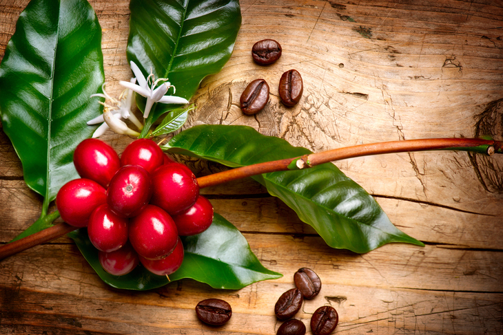  Benefits of Coffee Fruit