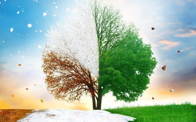 Are you an attentive or talkative person: a tree in different seasons of the year