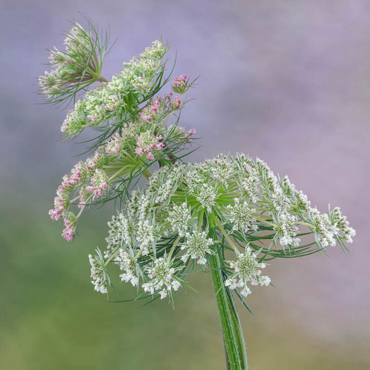 Garden Photographer Of The Year Winners