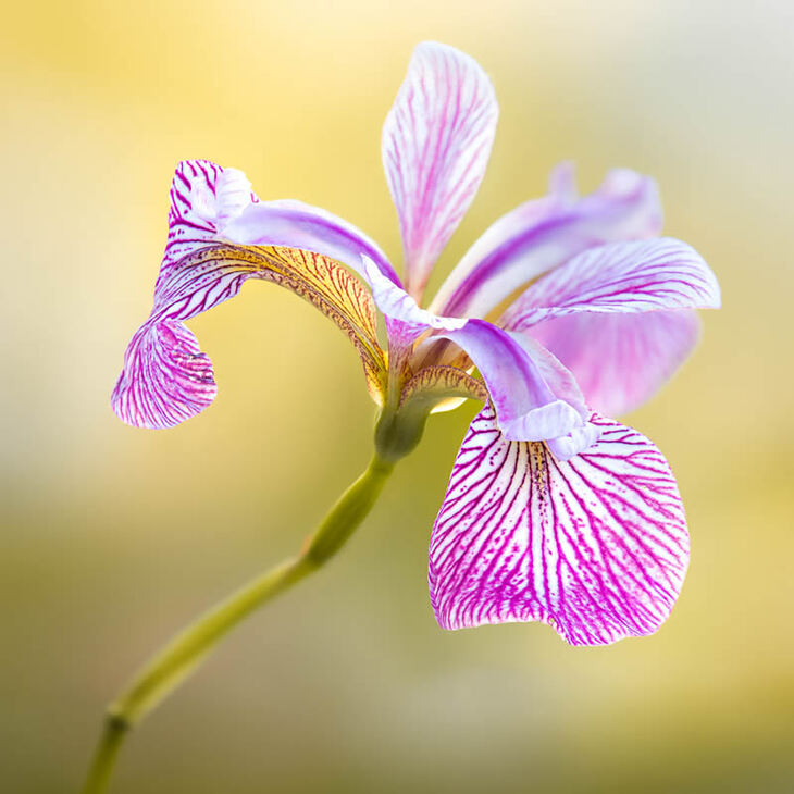 Garden Photographer Of The Year Winners