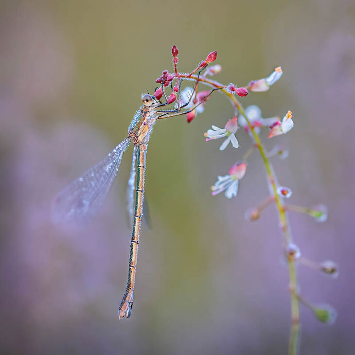 Garden Photographer Of The Year Winners