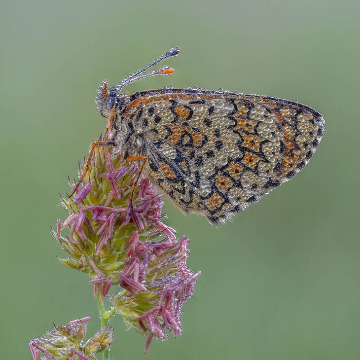 Garden Photographer Of The Year Winners