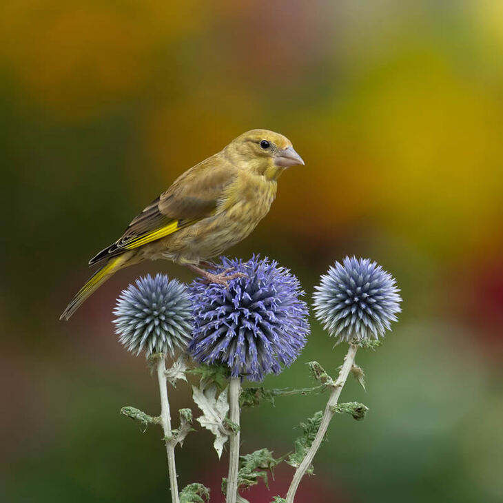 Garden Photographer Of The Year Winners