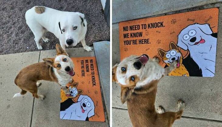 Hilarious Doormats