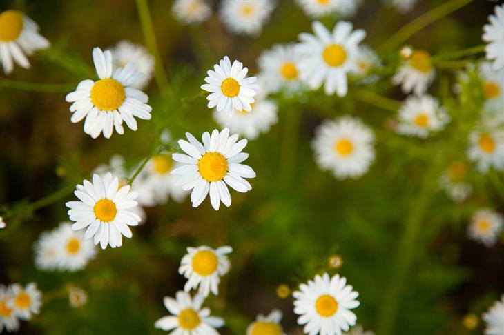 Natural solutions for preventing motion sickness: Chamomile flowers