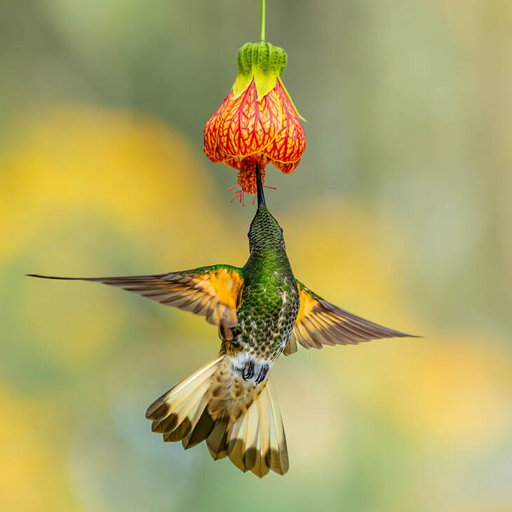 Garden Photographer Of The Year Winners