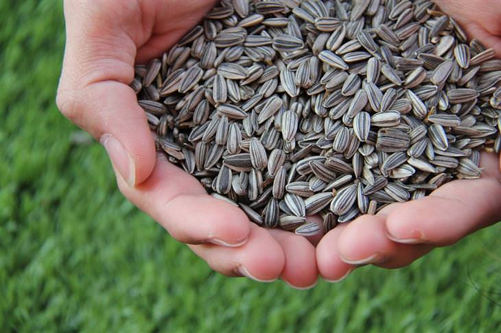 Natural solutions for preventing motion sickness: Hands holding a handful of sunflower seeds