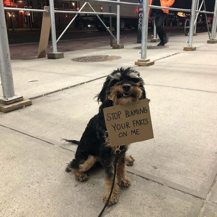 Funny Dog Signs