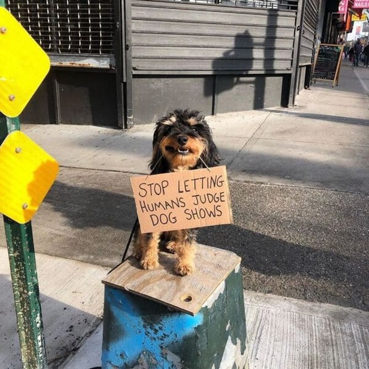 Funny Dog Signs