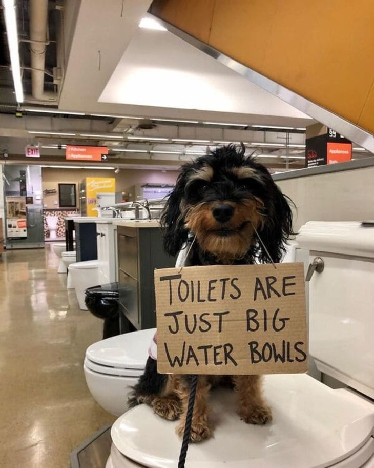 Funny Dog Signs