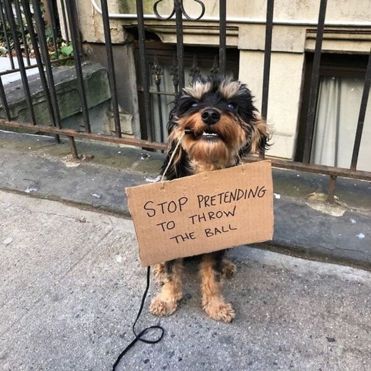 Funny Dog Signs