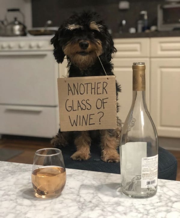 Funny Dog Signs