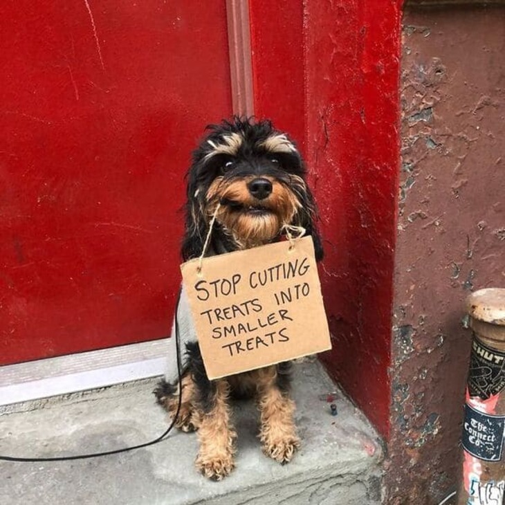 Funny Dog Signs