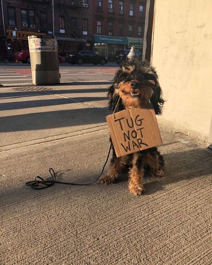 Funny Dog Signs