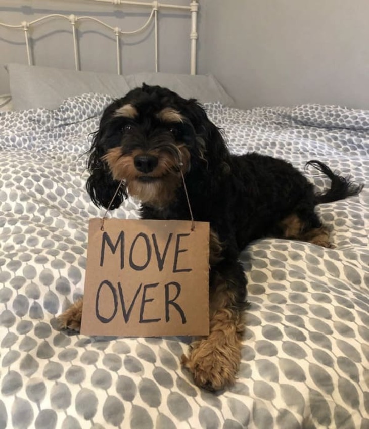 Funny Dog Signs