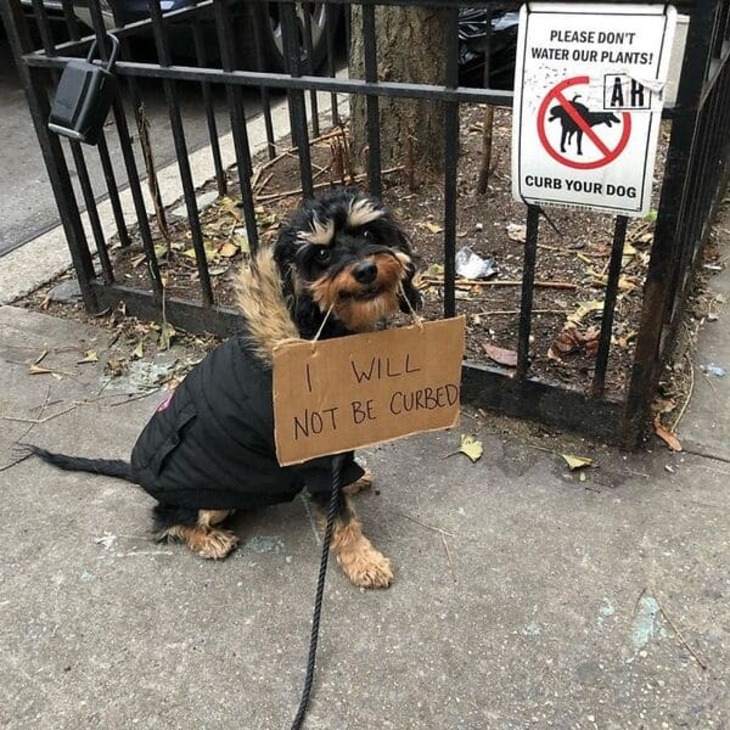 Funny Dog Signs