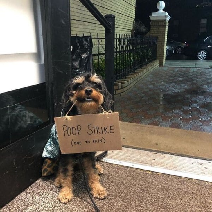 Funny Dog Signs