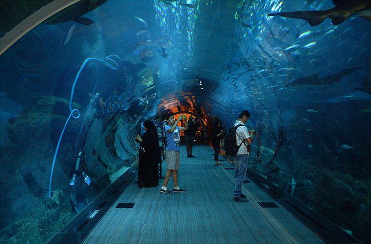 Dubai attractions: Dubai Aquarium