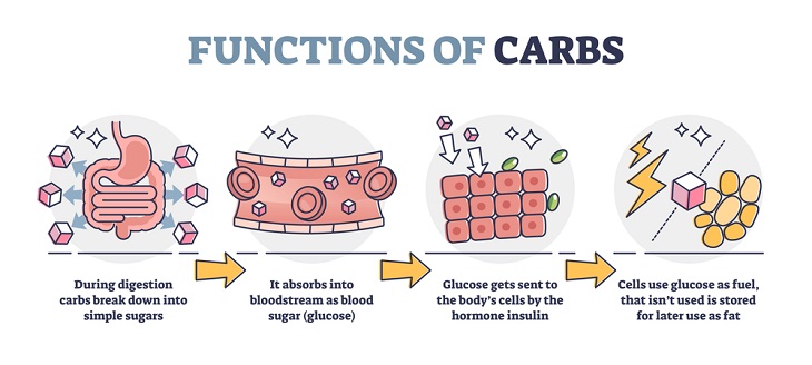 Carbs and Sugar