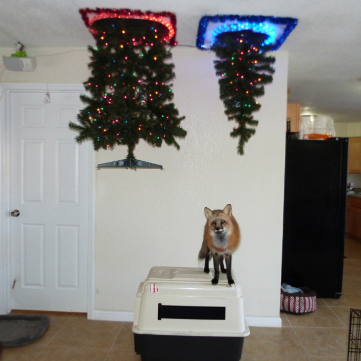  Funny Attempts at Pet-Proofing Christmas trees