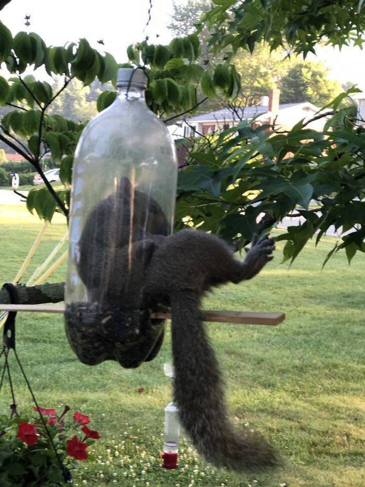 Funny Animals Caught Stealing Food