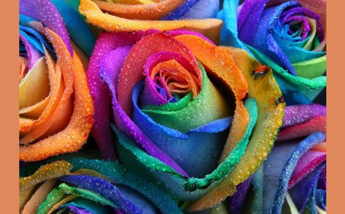 The color intelligence test: colored roses
