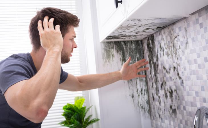  Harmful Types of Mold