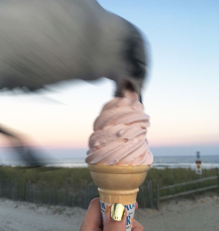 bird stealing ice cream