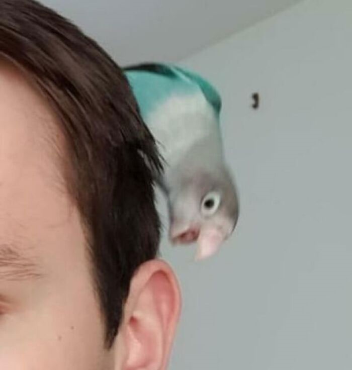 parrot about to bite ear