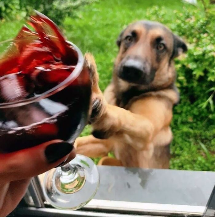 dog glass of wine