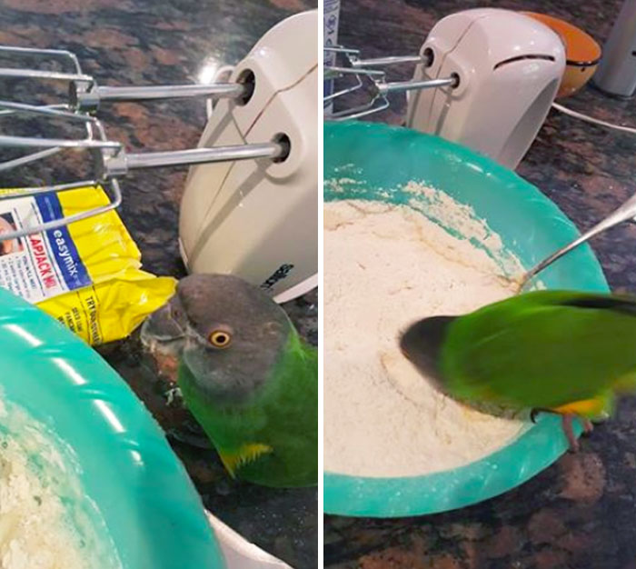 parrot gets into flour 