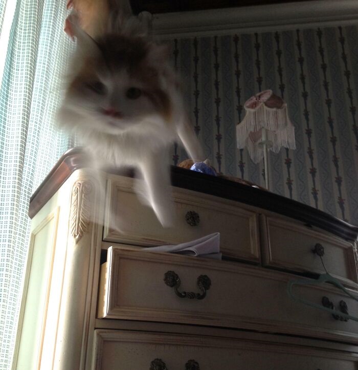 cat jumps camera
