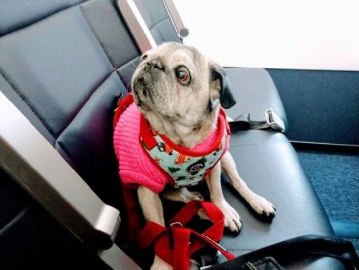 Hilarious Animal Encounters During Flights 