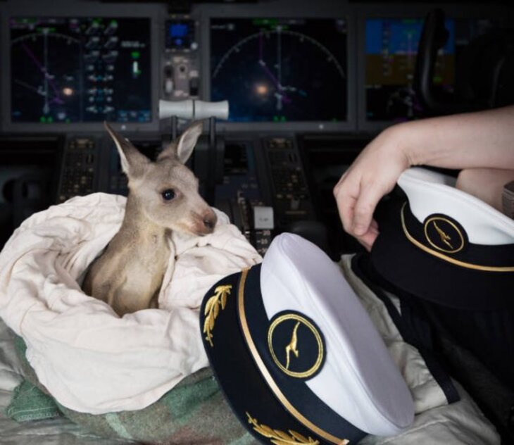 Hilarious Animal Encounters During Flights 