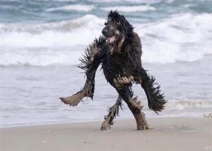 תמנות מתעתעות: כלב רטוב רץ בחוף הים