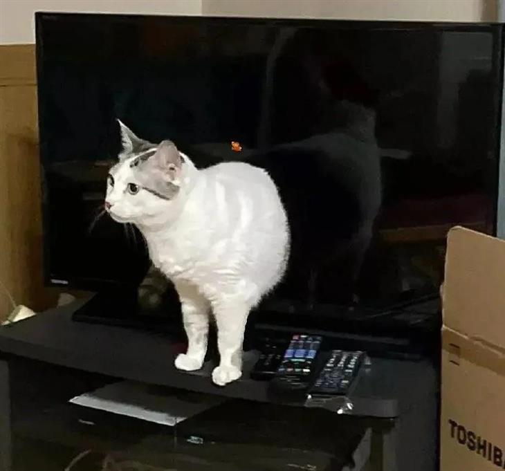 תמנות מתעתעות: חתול שנראה כאילו הוא יוצא ממסך טלוויזיה