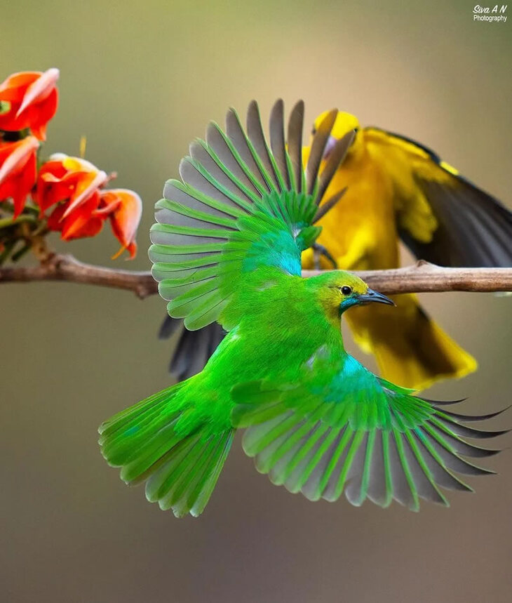 Rare and Colourful Birds of India