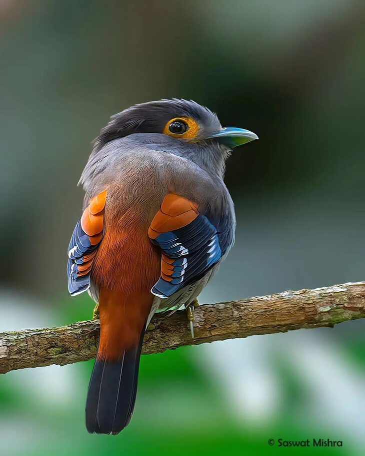 Stunning Photos Of Gorgeous Indian Birds 21 Pics