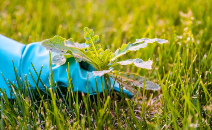 Common Lawn Problems and How to Fix Them