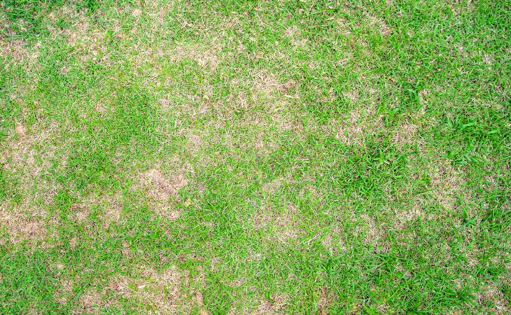 Common Lawn Problems and How to Fix Them